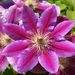 20080506_clematis1
